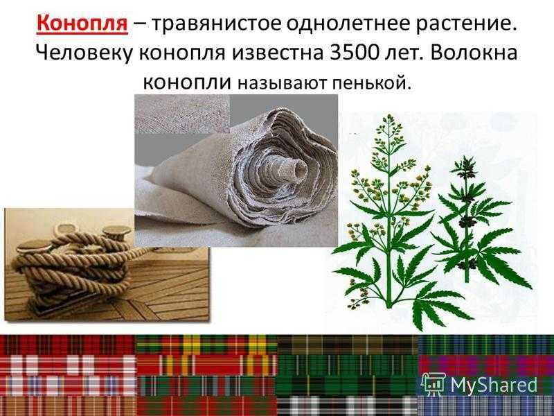 Растение для производства ткани
