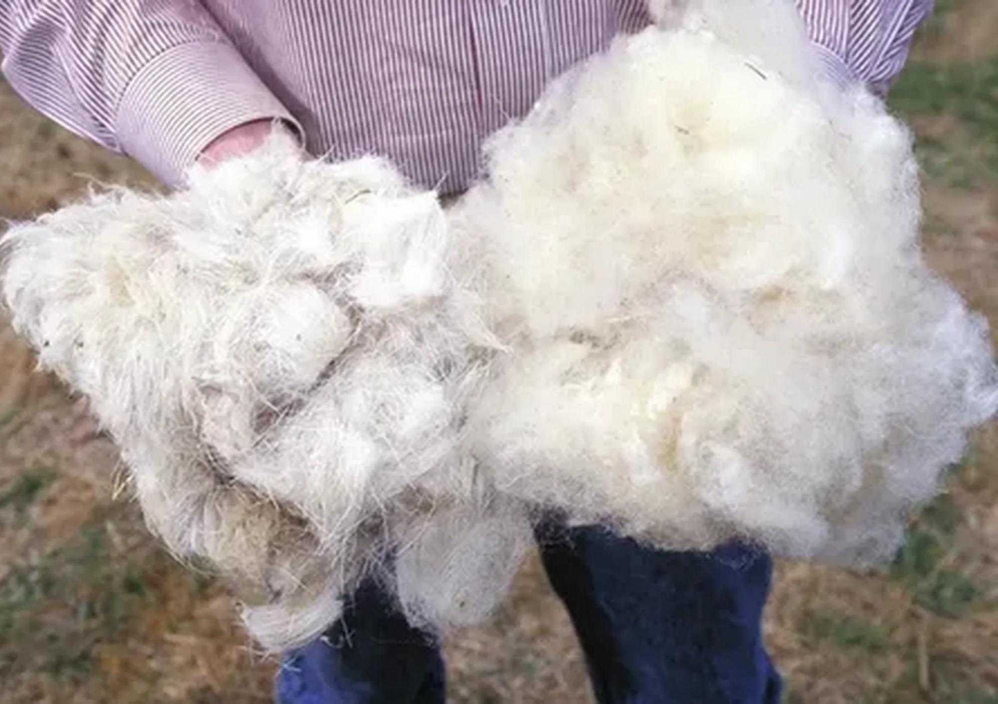 Из 8 кг шерсти. Шерсть волокно. Волокна овечьей шерсти. Шерсть овцы. Натуральная шерсть овцы.