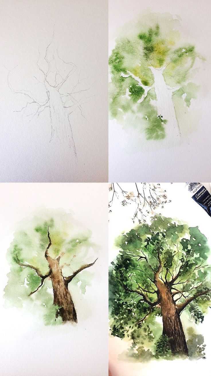 Уроки рисования деревья акварель