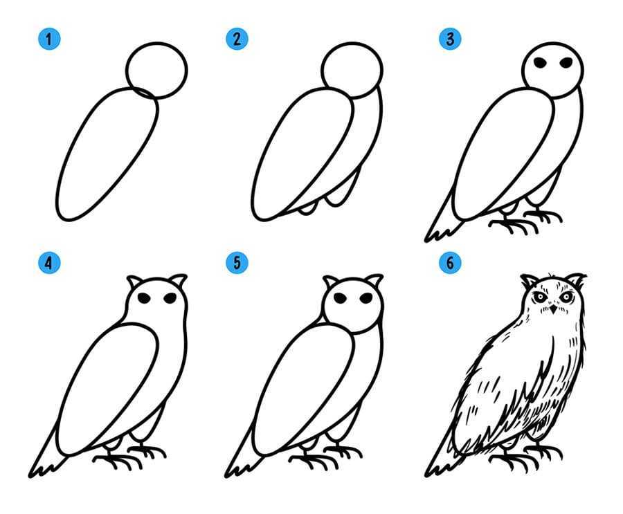 Как нарисовать сову поэтапно для детей
