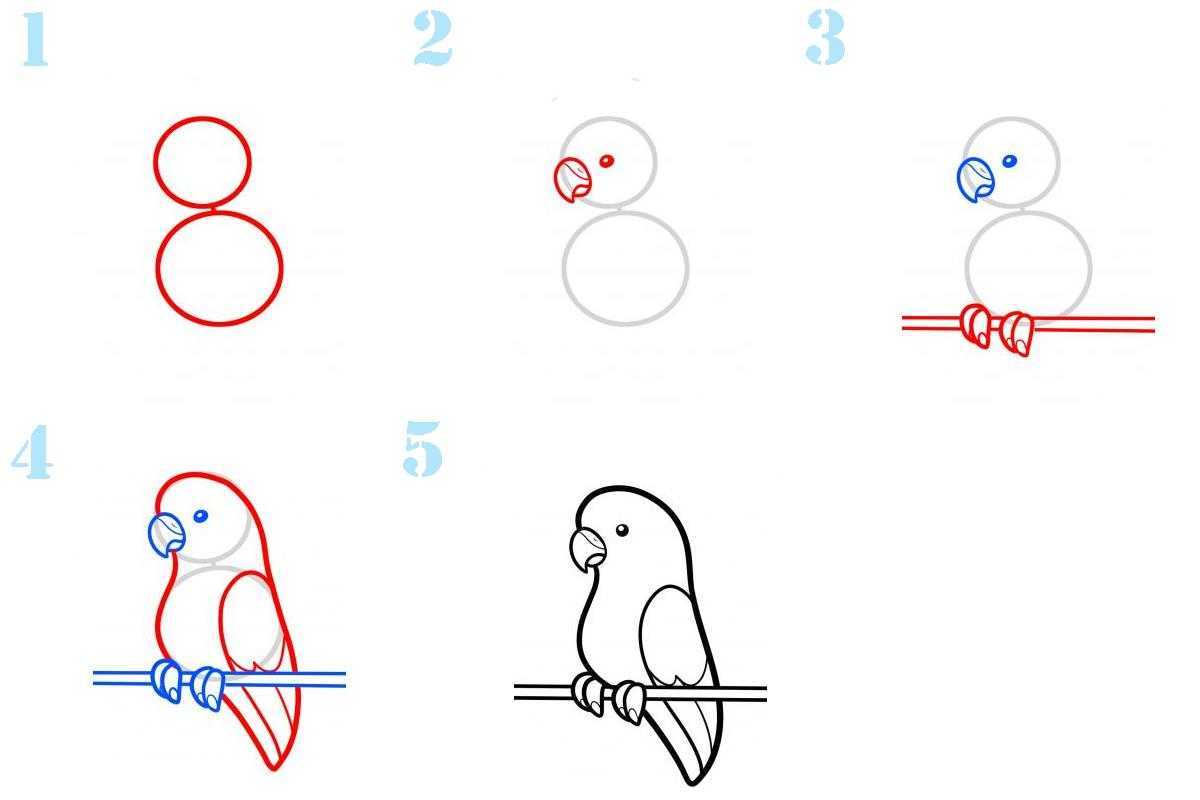Как надо нарисовать рисунок. Попугай пошагово рисунок. Как нарисовать попугая поэтапно. Как нарисовать попугая карандашом. Поэтапный рисунок попугая.