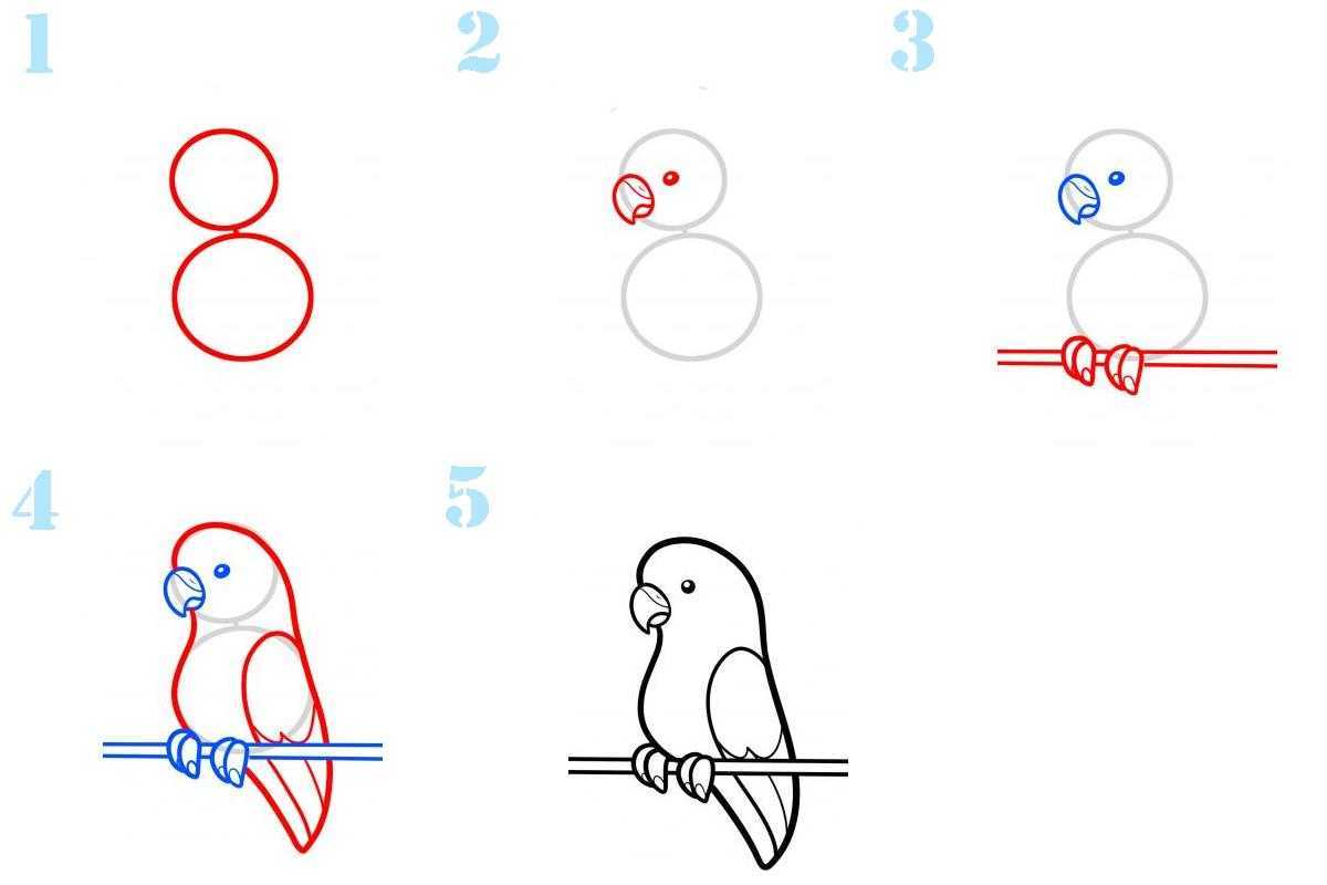 Как правильно поэтапно. Поэтапное рисование попугая. Рисование попугая поэтапно. Как нарисовать попугая поэтапно легко. Как нарисовать попугая карандашом.