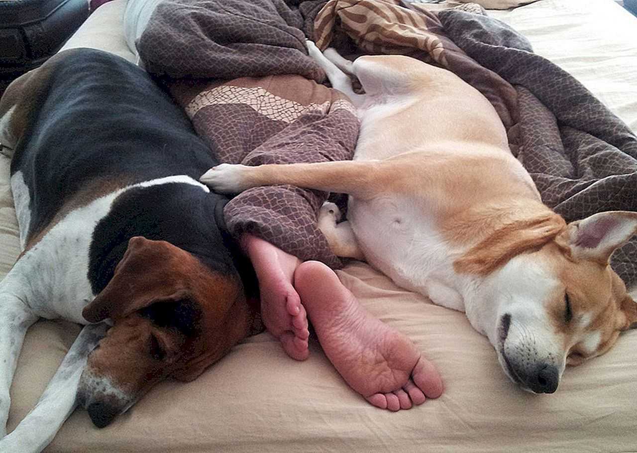 Собака спит с хозяином