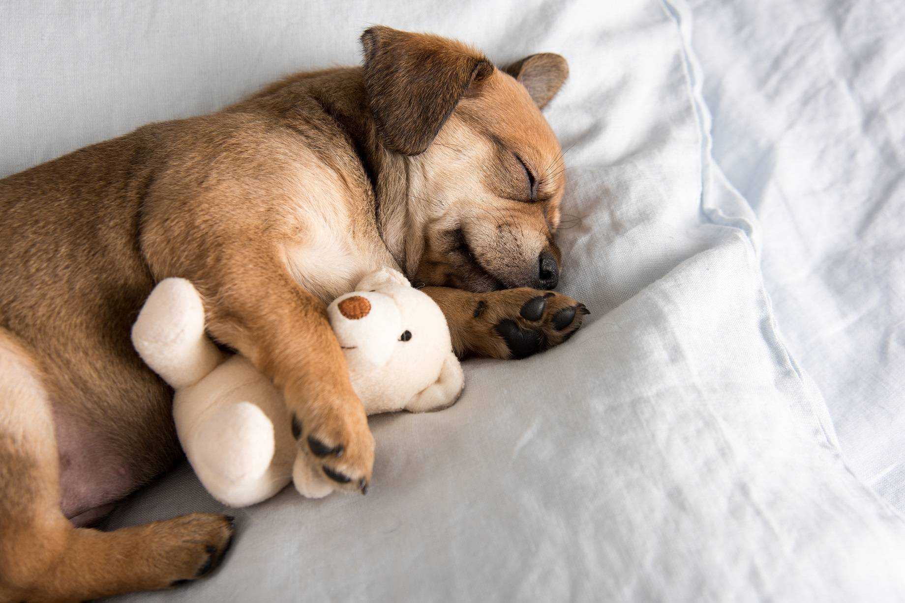 Сон собаки защищают. Спящий песик. Собаки спят в обнимку.