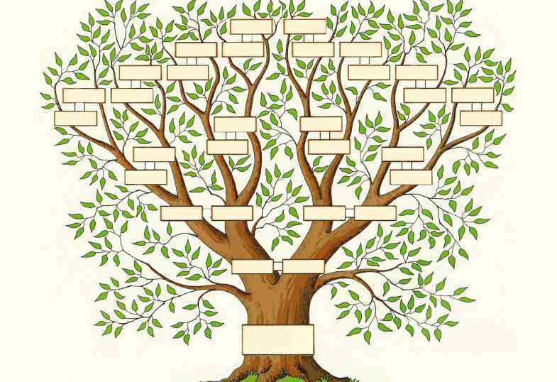 ᐉ как изобразить родословную в виде дерева. как просто нарисовать семейное дерево своими руками ✅ igrad.su